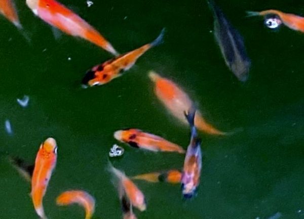 ☆幻の金魚☆「平成倭」☆上物稚魚20匹＋α☆3cm前後☆おまけ付