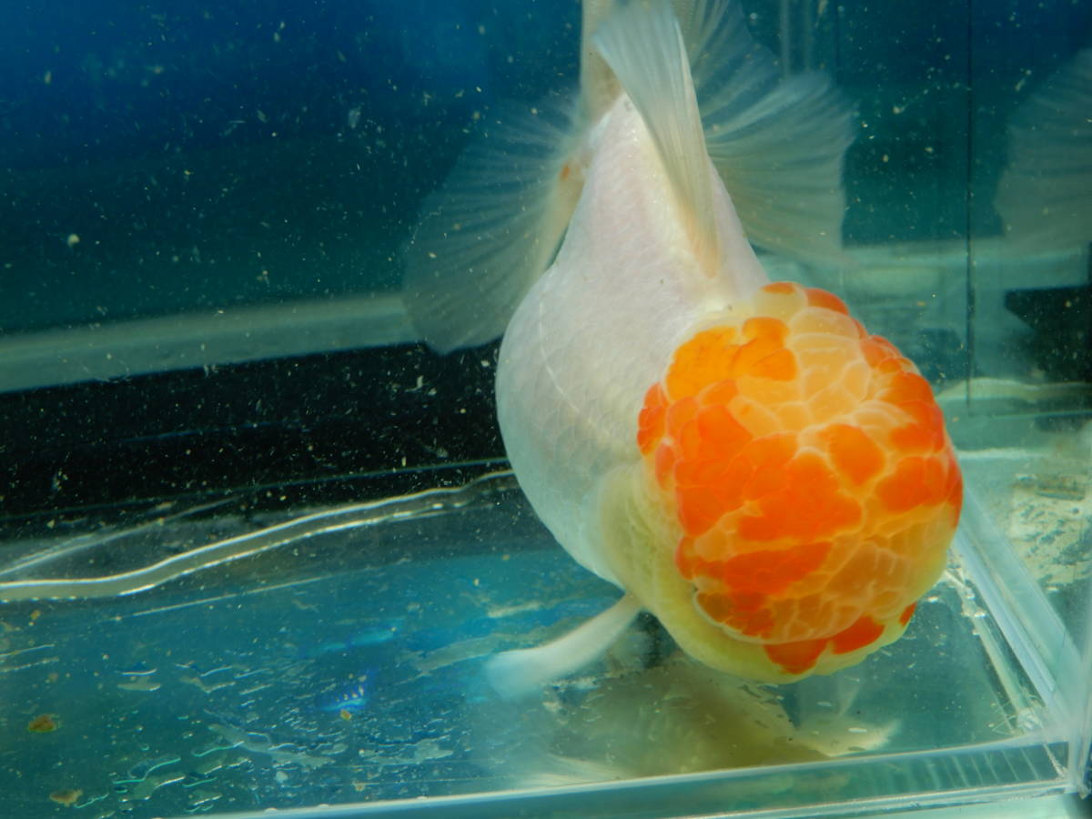 弥富産系 フンタン 肉瘤系オランダ獅子頭 2歳魚 雌 約12 0cm 四ッ尾 舵鰭1枚 獅子頭 売買されたオークション情報 Yahooの商品情報をアーカイブ公開 オークファン Aucfan Com