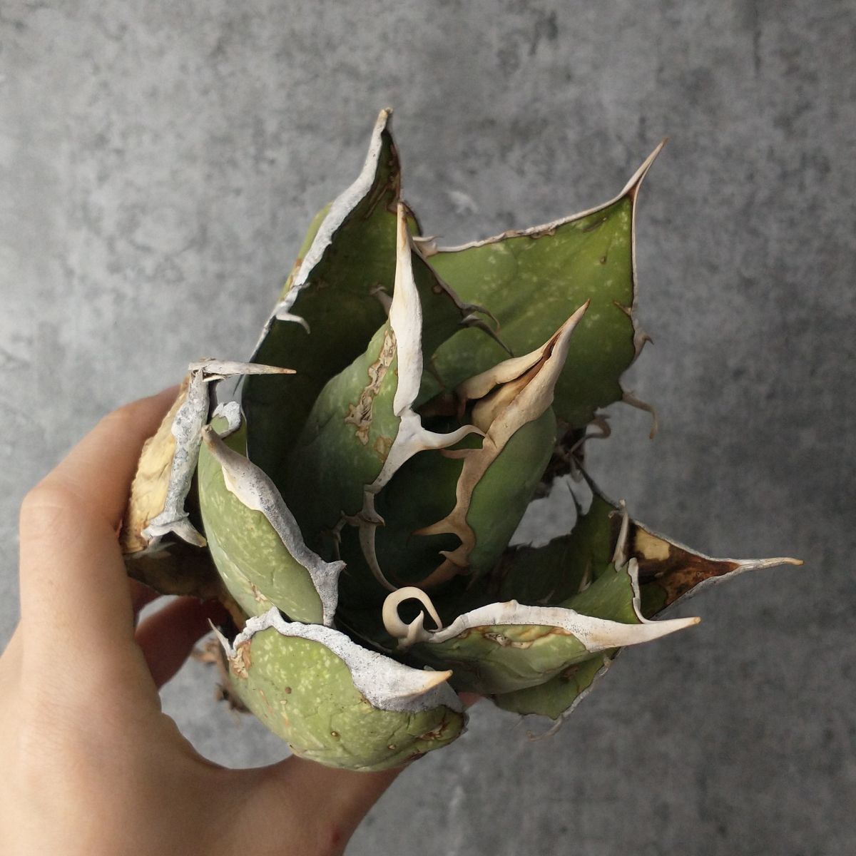 アガベ 産 オテロイ agave oteroi V44 オアハカ P10184超希少個体