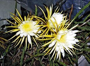 紐サボテンの値段と価格推移は 19件の売買情報を集計した紐サボテンの価格や価値の推移データを公開