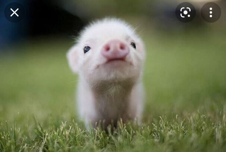 相互評価 高評価 可愛い動物画像 1円 子豚 画像データ 売買されたオークション情報 Yahooの商品情報をアーカイブ公開 オークファン Aucfan Com