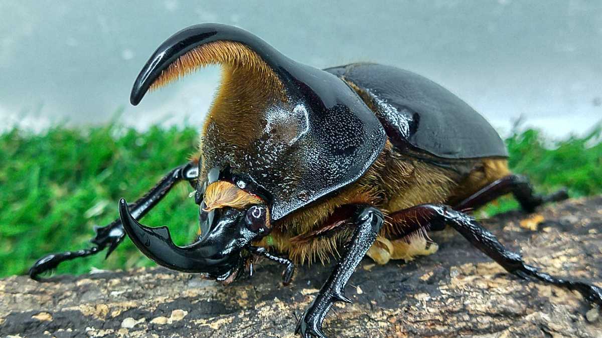 【採集兵器】サタンオオカブトペア ♂79mm ♀64mm
