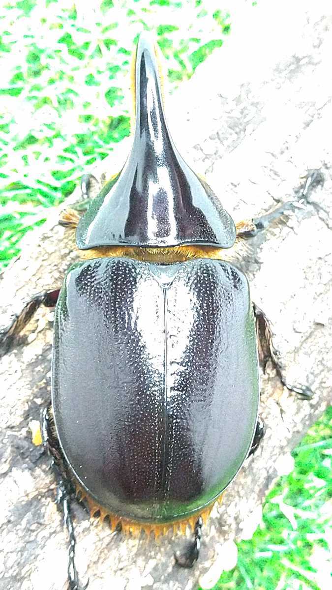 【昆虫標本】サタンオオカブト　ペア 採集兵器】サタンオオカブトペア ♂79mm ♀64mm 【公式通販】