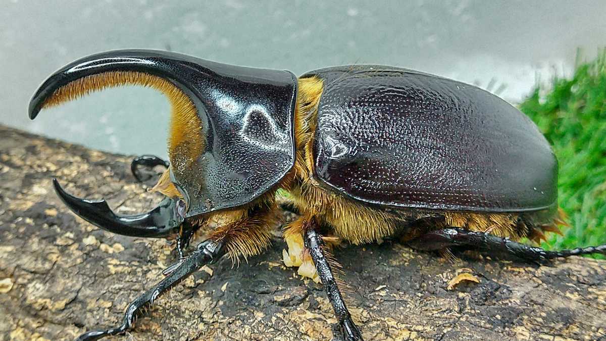 採集兵器】サタンオオカブトペア ♂79mm ♀64mm 【公式通販】