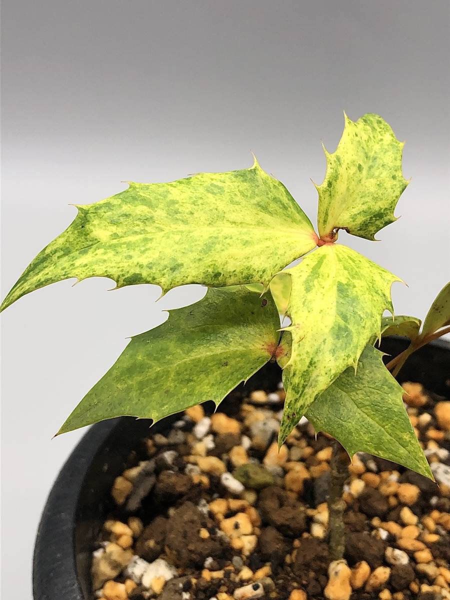 ヒイラギ ナンテン 同等品 新築の鬼門に是非 柊南天 高さは底部から８０センチ前後のダイナミック 魔除けと来福 日本限定 柊南天