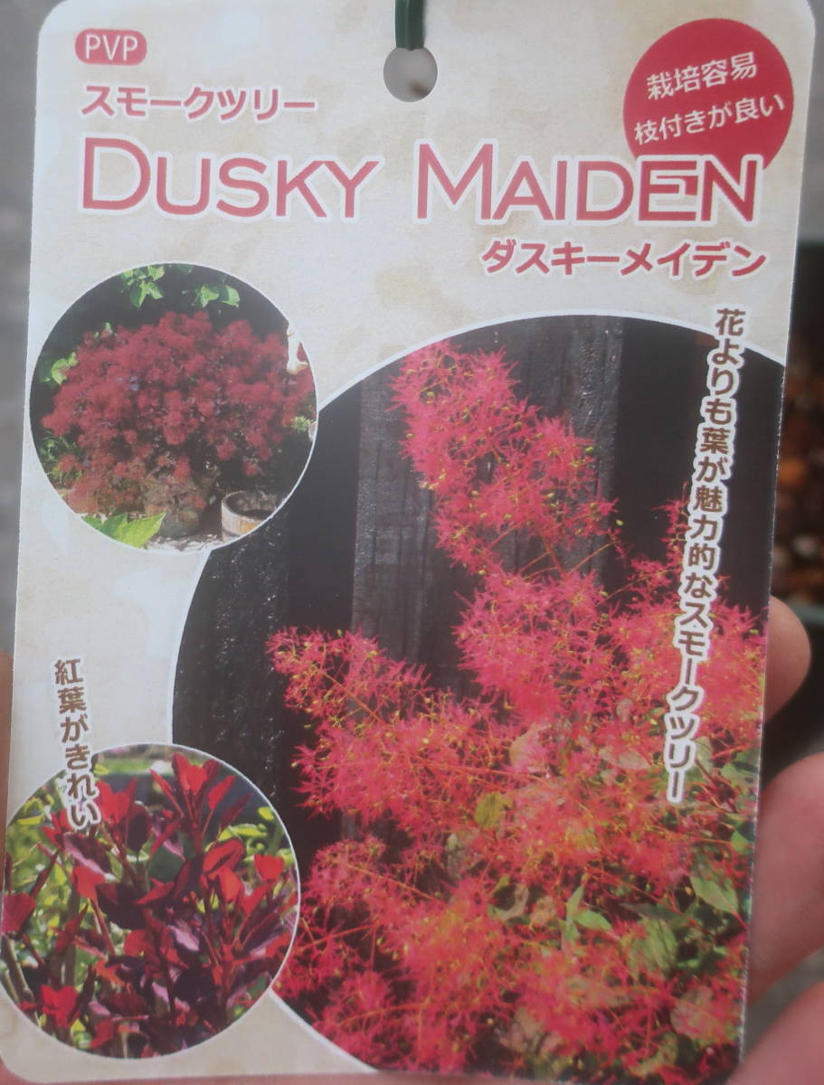 ∮ 希少 花付きの良い品種 数量限定品 スモークツリー ダスキー