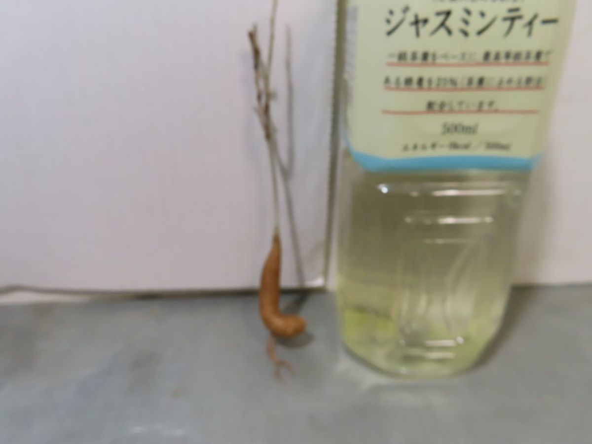 サ2451 「現地」ボスウェリア ナナ 抜き苗【最新到着・Boswellia nana