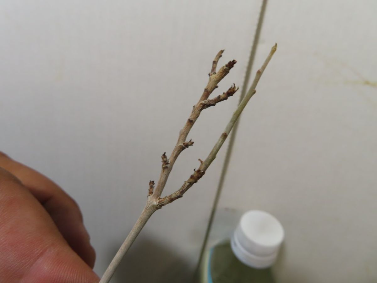 サ2451 「現地」ボスウェリア ナナ 抜き苗【最新到着・Boswellia nana