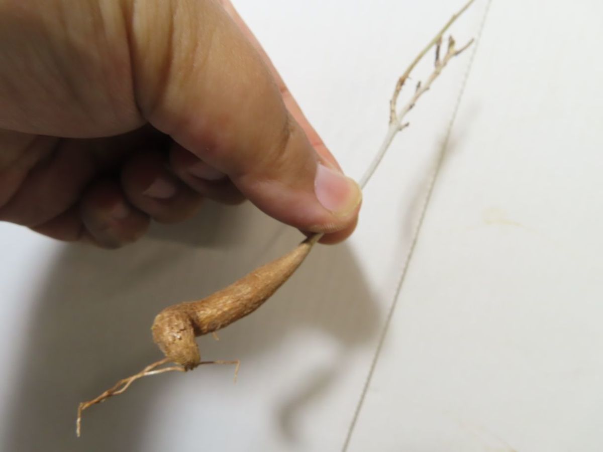 サ2451 「現地」ボスウェリア ナナ 抜き苗【最新到着・Boswellia nana