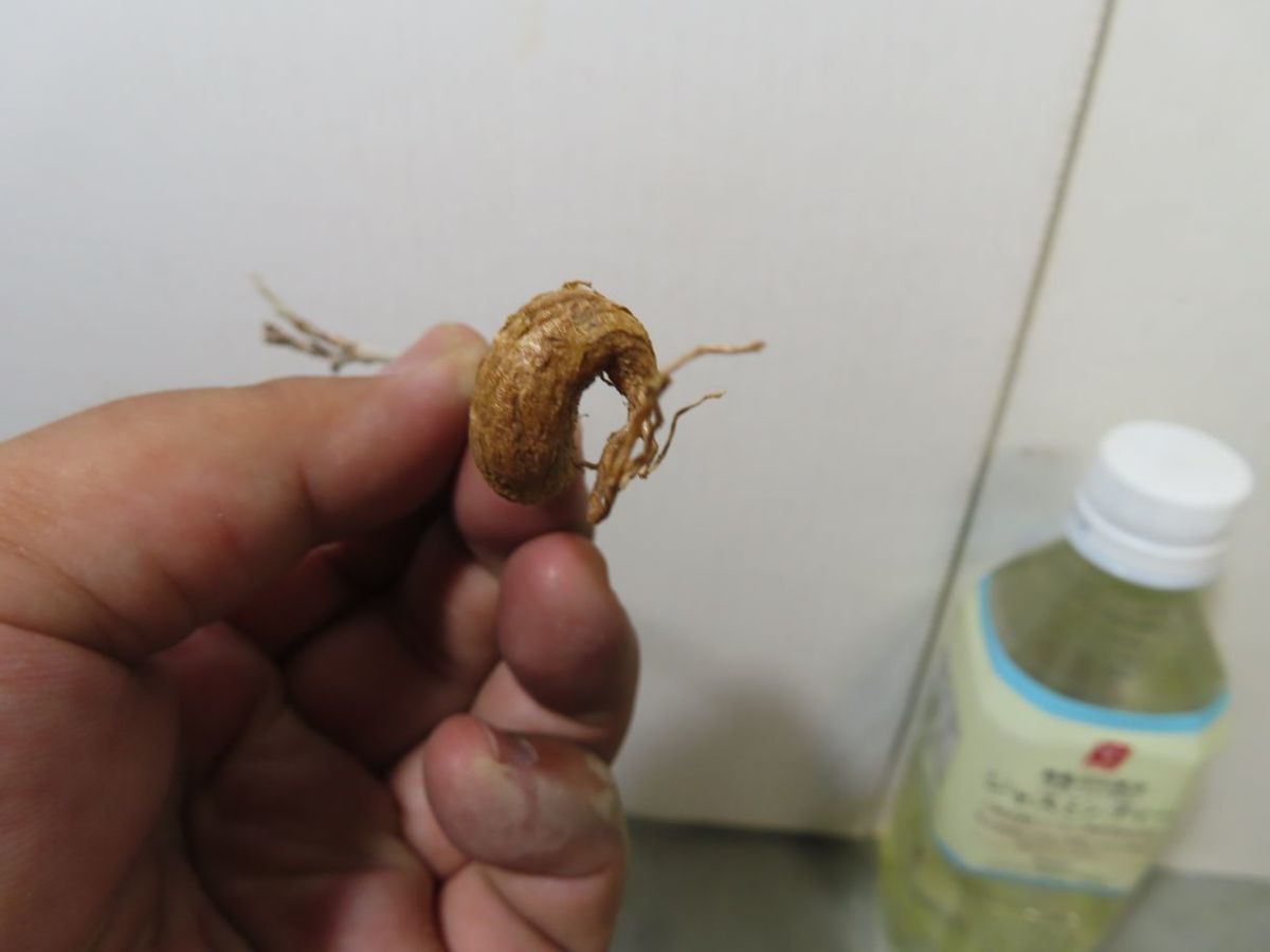 サ2451 「現地」ボスウェリア ナナ 抜き苗【最新到着・Boswellia nana