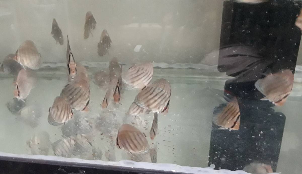 熱帯魚 ディスカス 虫食いコバルト 15匹まとめて