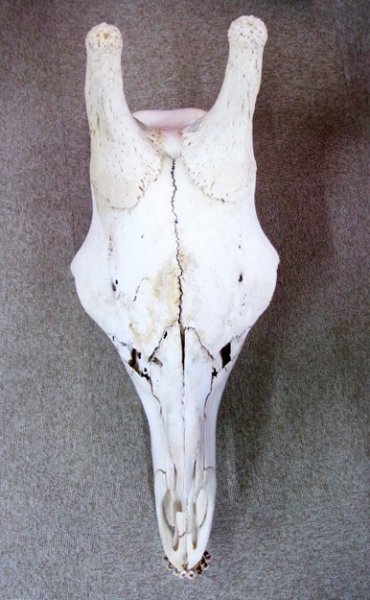 キリン South African Giraffe 頭骨 60cm