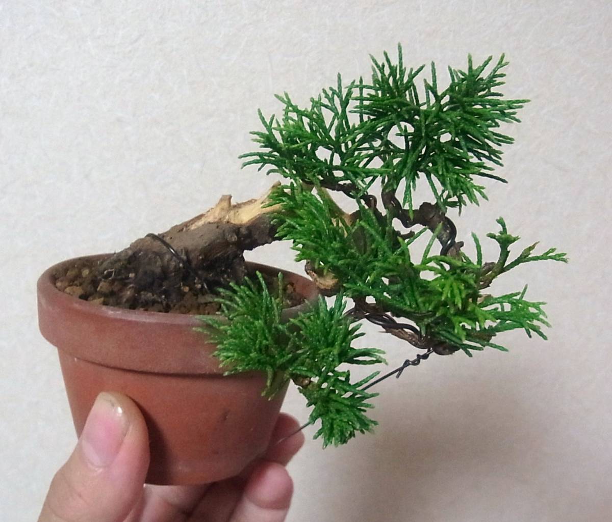 糸魚川真柏 ミニ 小品盆栽 樹高7cm 極太念転 根張り ジン シャリ 半 