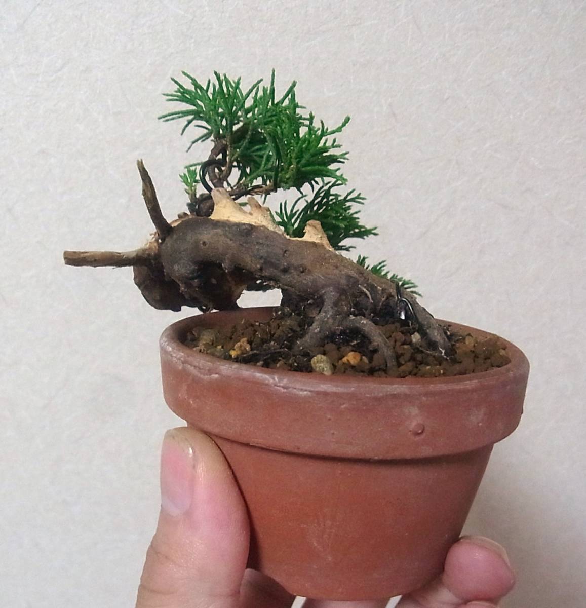 糸魚川真柏 ミニ 小品盆栽 樹高7cm 極太念転 根張り ジン シャリ 半 