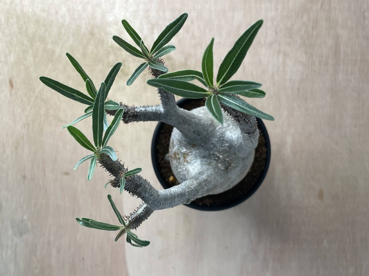ブランドのアイテムを公式に取扱 ☆サマーキャンペーン☆ Pachypodium 