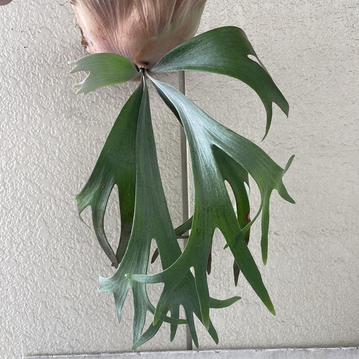 ビカクシダ E-1 コウモリラン