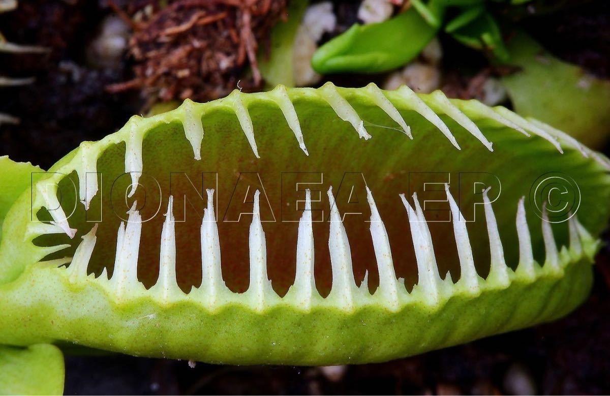 Dionaea muscipula Carnivoria Ramesses Ⅱ. Jaws Smiley × Alien
