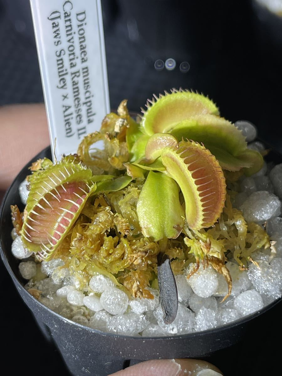 Dionaea muscipula Carnivoria Ramesses Ⅱ. Jaws Smiley × Alien