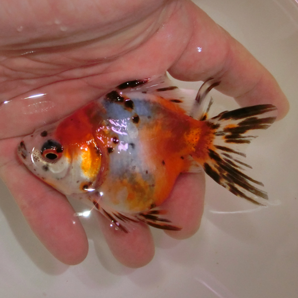 【蒼い錦魚】特選キャリコ琉金ショートテール03　3歳10cm±