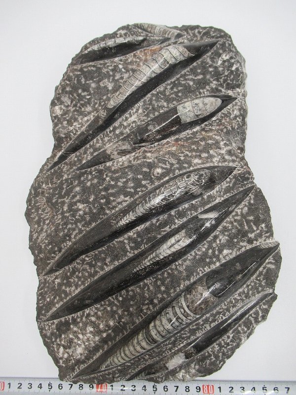 D1039 オルソセラス 化石 チョッカクガイ 置物 天然石 オブジェ 3.88kg 