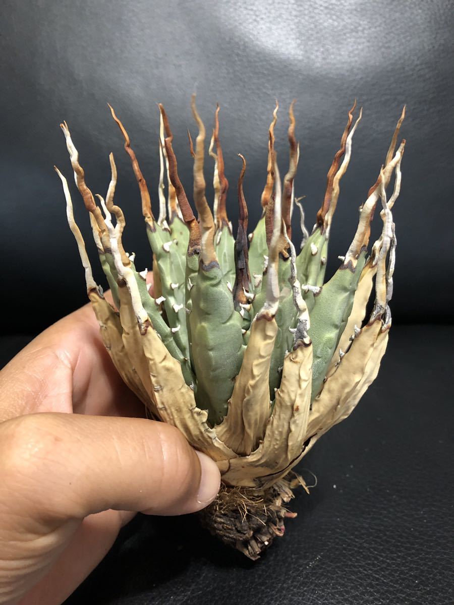 24 Agave アガベ ユタエンシスエボリスピナ 陽炎 - 24 Agave アガベ
