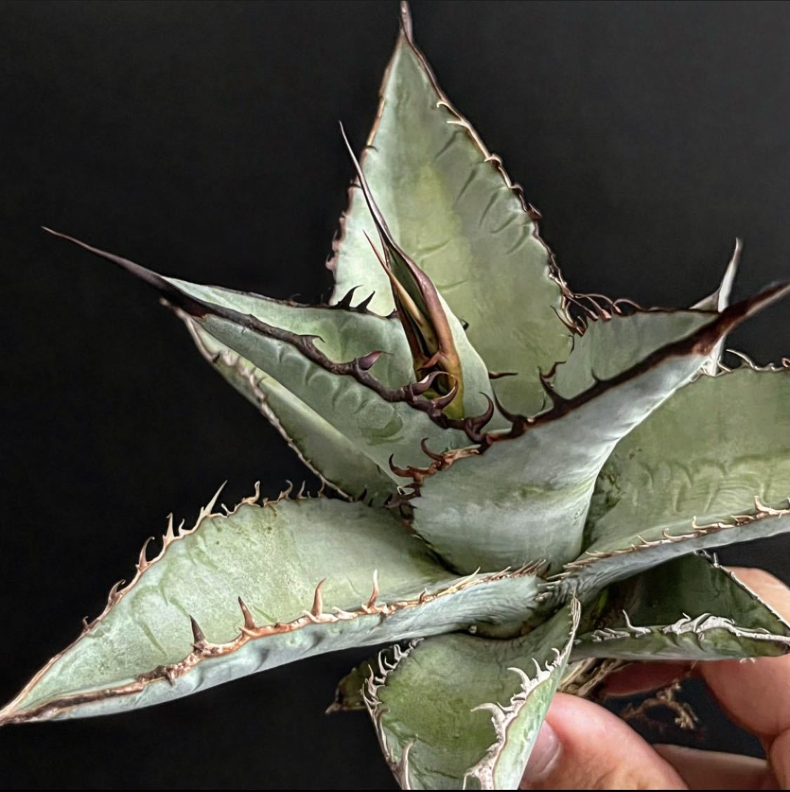 アガベ チタノタ 実生 Agave titanota seeding | TOINETTE.COM
