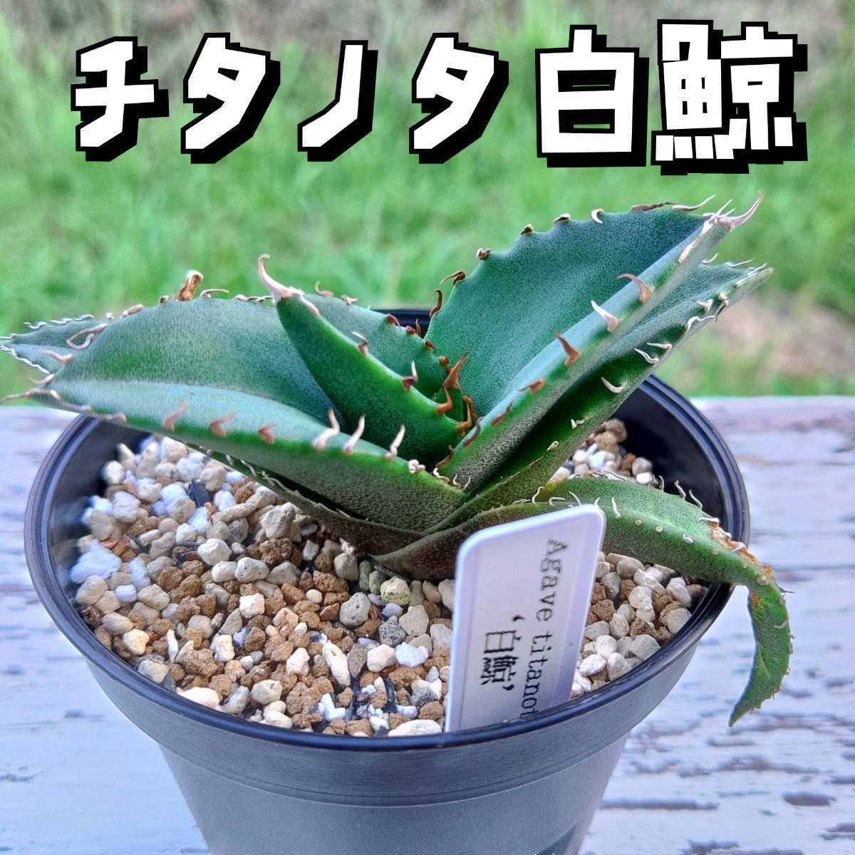  アガベ チタノタ白鯨 抜き苗発送 YA-94 Agave Titanota'White Whale' 検索用 厚葉連刺小株強棘子株抜き苗有望選抜カキコ(アガベ)｜売買されたオークション情報、yahooの商品情報をアーカイブ公 アガベ