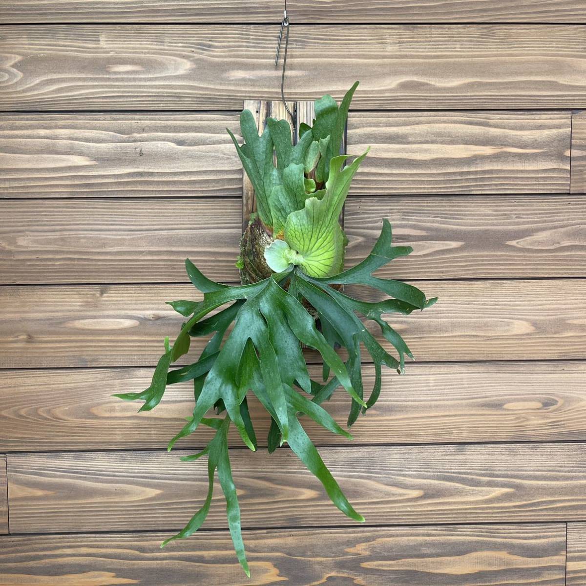ビカクシダ 特大 コウモリラン 観葉植物｜ビカクシダ コウモリラン 7号