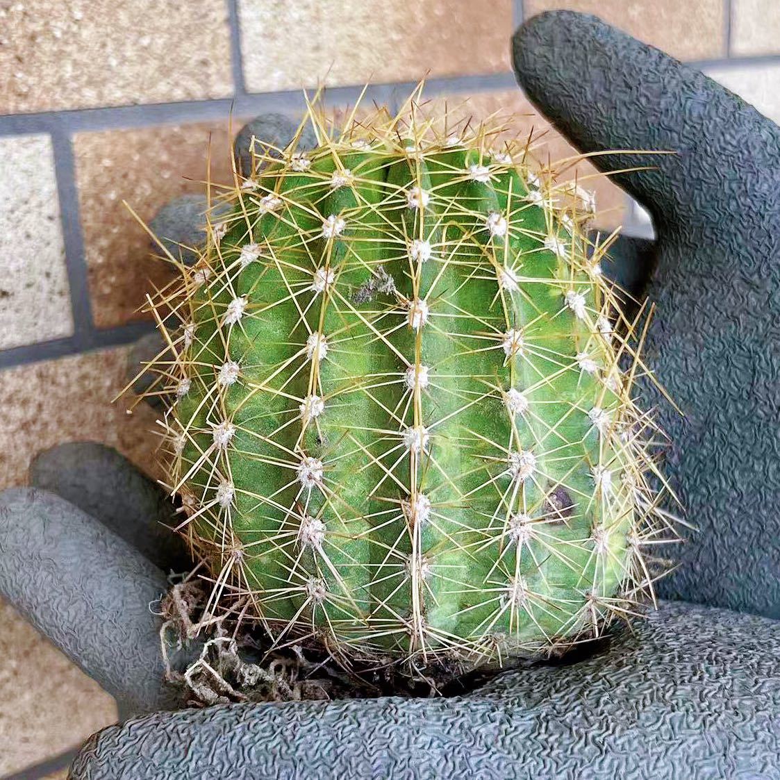 多肉植物 大輪花サボテン ピンクグローリー 多肉植物 - Yahoo
