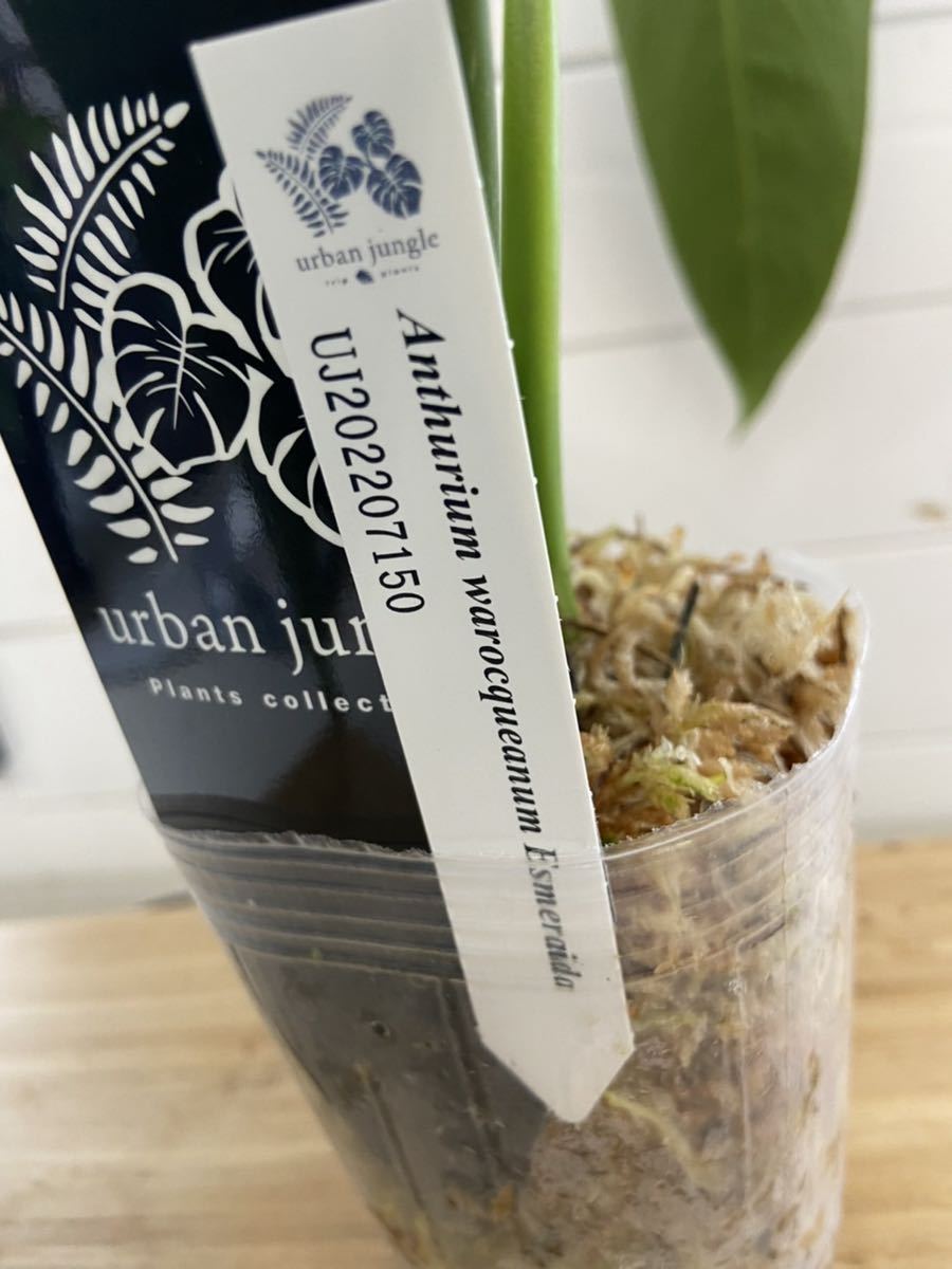 UJ anthurium warocqueanum “Esmeralda “ アンスリウム　ワロケアヌム　エスメラルダ