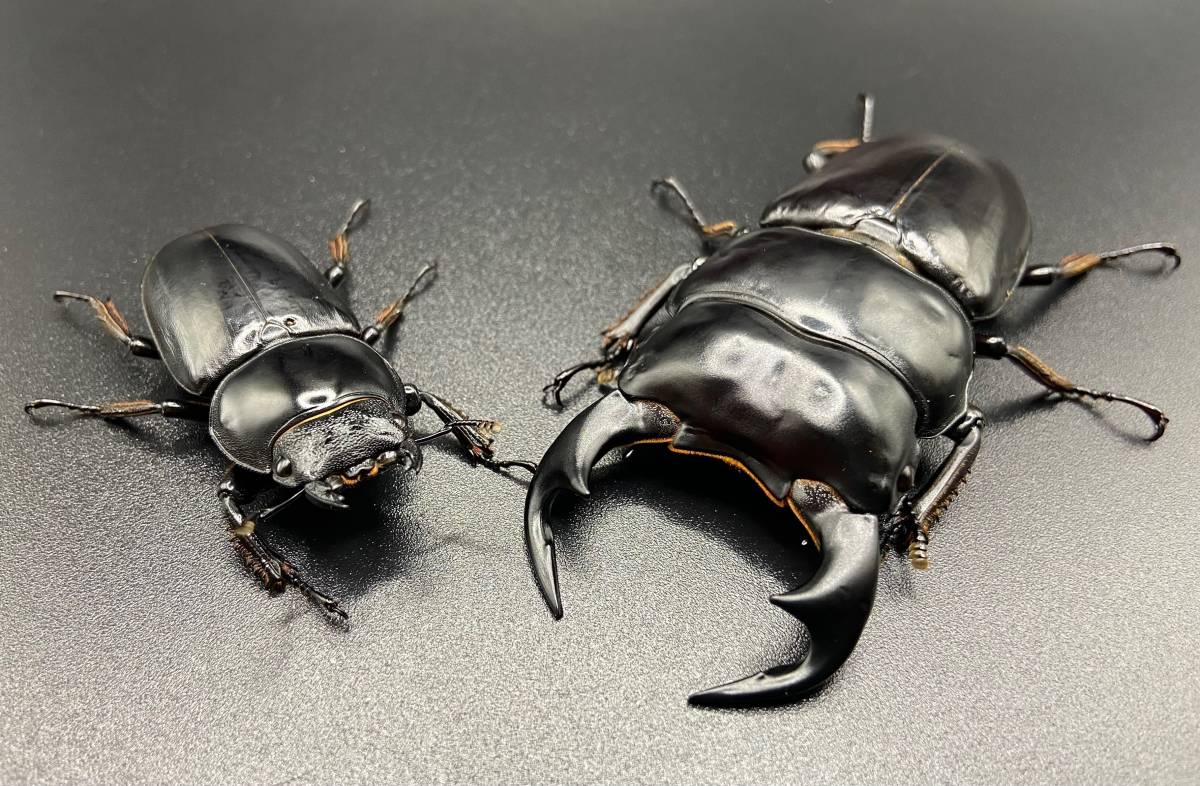 ♪♪♪ インドアンタエウス・新成虫ペア ♪♪♪