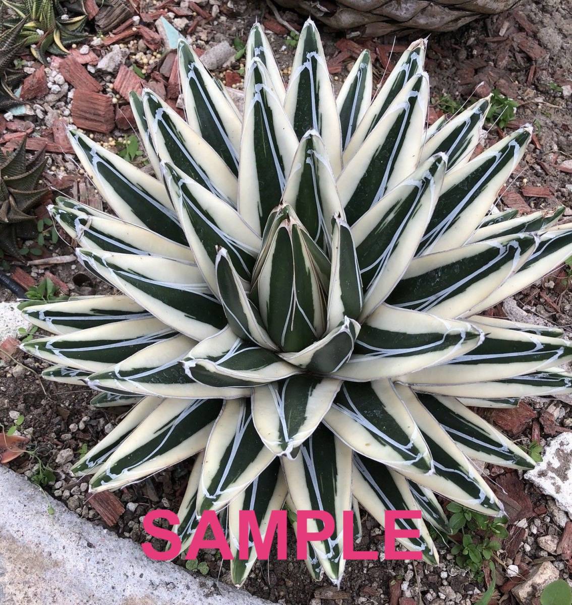 アガベ 笹の雪 氷山 子株 | Agave victoriae-reginae 笹の雪丸叶氷山