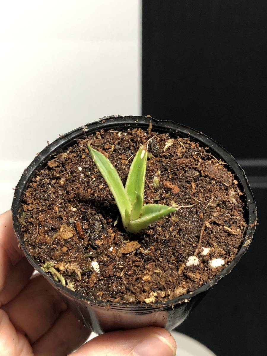 アガベ 笹の雪 氷山 子株 | Agave victoriae-reginae 笹の雪丸叶氷山