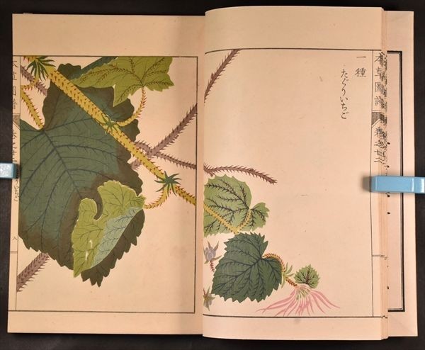 【大得価，SALE】 本草図譜 巻之二十二 蔓草類一 1冊 岩崎灌園 大正期刊 彩色木版画 薬学 植物学 本草学 小野蘭山 和本 古文書(和書)｜売買されたオークション情報、yahooの商品情報をアーカイブ公開 - オーク 和書