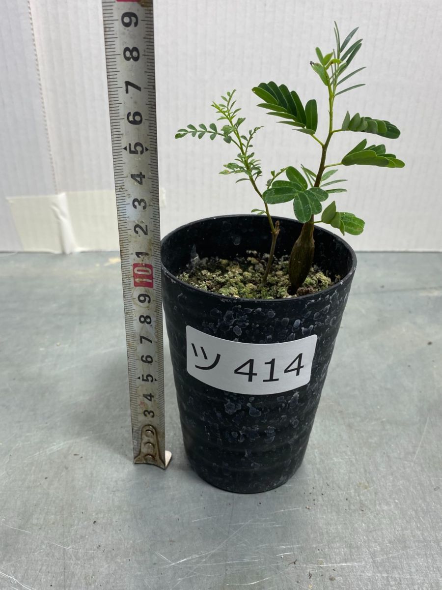 ツ414 「実生株」オペルクリカリア パキプス 2年株 +センナ入り【・種