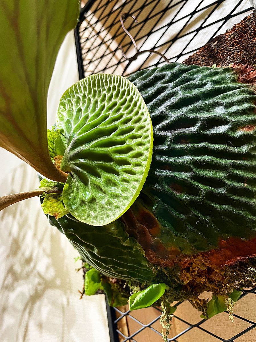 胞子栽培株 ビカクシダ マダガスカリエンセ Platycerium