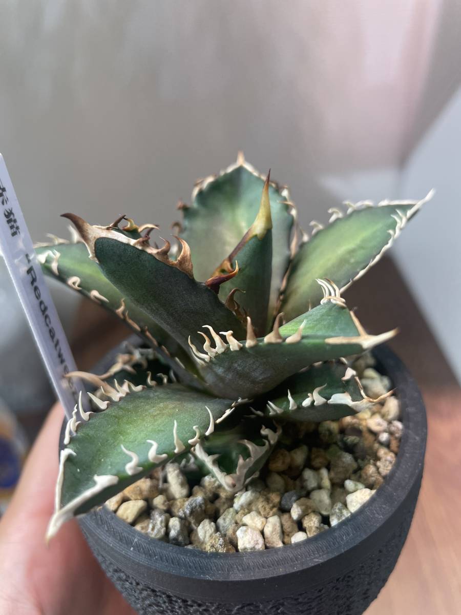 チタノタ アガべ ボールタイプ Agave ノーネーム Agave