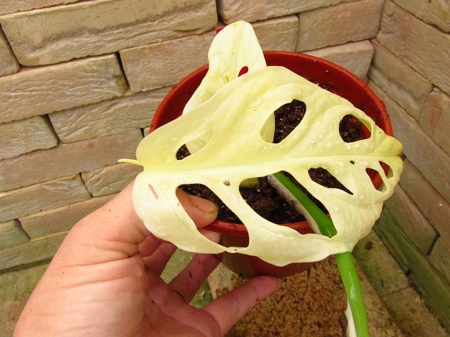 2026，大人気 マドカズラ 斑入り Monstera adansonii white variegata(モンステラ)｜売買されたオークション情報、yahooの商品情報をアーカイブ公開 - オークファン モンステラ