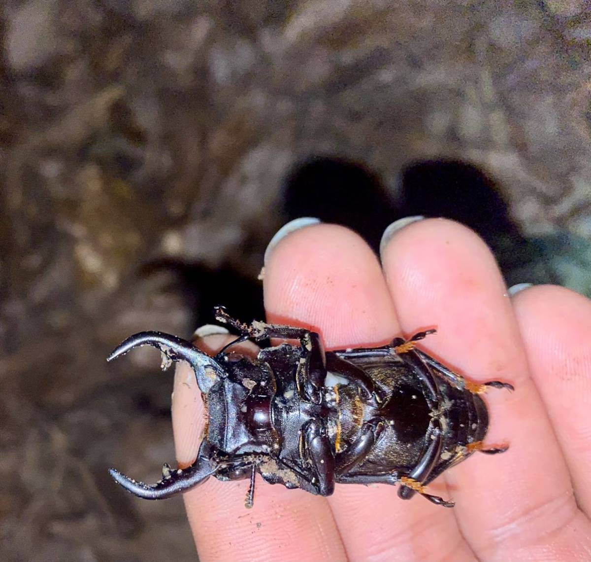 天然採集（樹液採集）WDオオクワガタ♂51mm♀37mm＋特別おまけあり