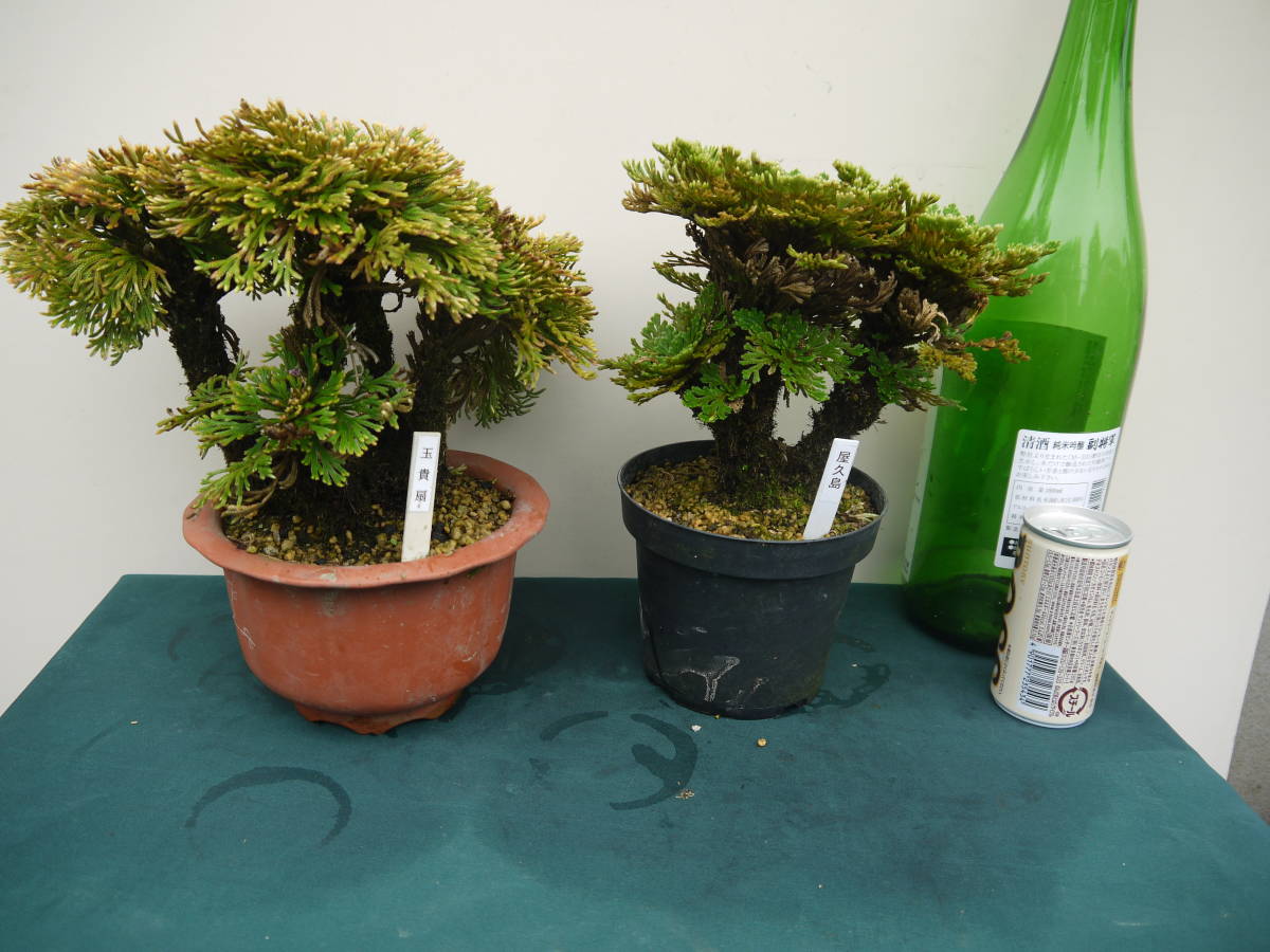 イワヒバ 古典園芸植物 巻柏 岩松 - Yahoo!オークション 丹頂・楊貴妃