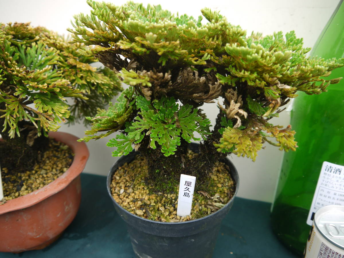 イワヒバ 古典園芸植物 巻柏 岩松 - Yahoo!オークション 丹頂・楊貴妃