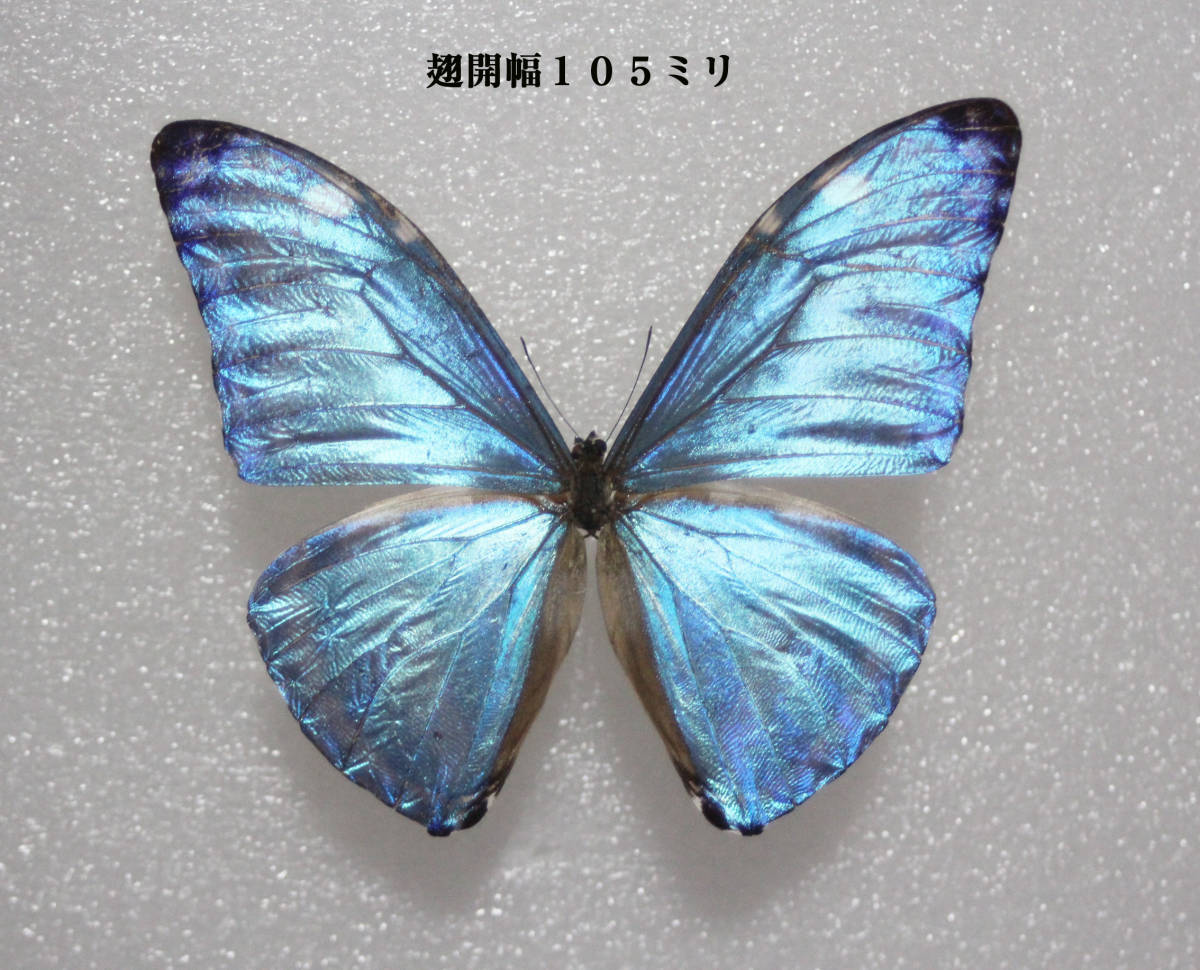 蝶標本 マルクスモルフォ（intermedia亜種大型♂）(科学、自然)｜売買