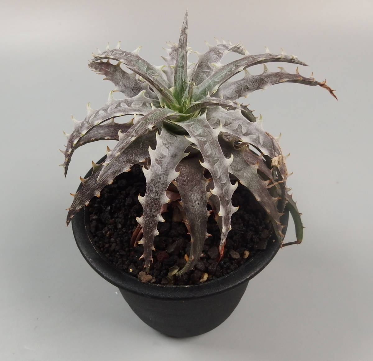 SALE! 05. ディッキア ☆ Dyckia goeringii Tropiflola seedling