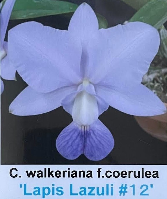 洋蘭原種 C. walkeriana coerulea 'Lapis Lazuli ＃12 '　OG AM/ACWJ 整形セルレア 