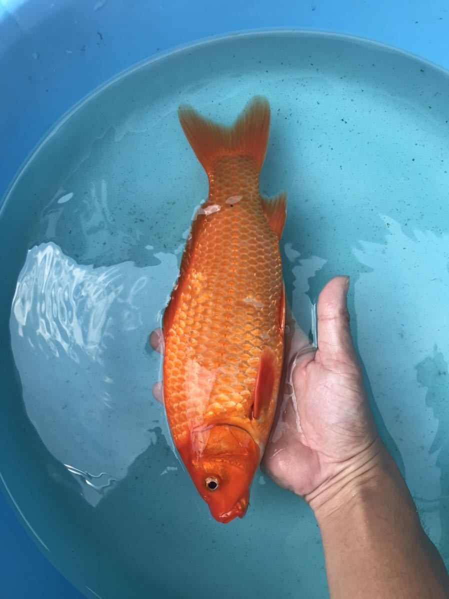 5匹まで同梱可 錦鯉 明け2歳 からし鯉系統 紅鯉 31㎝位 小墨あります 