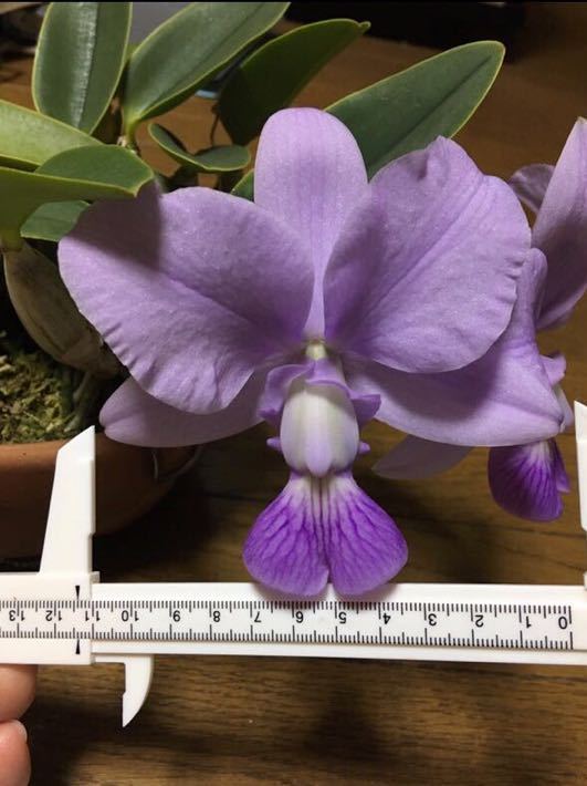 洋蘭カトレア原種 walkeriana 洋蘭 coerulea C. カトレア 値下げ即決