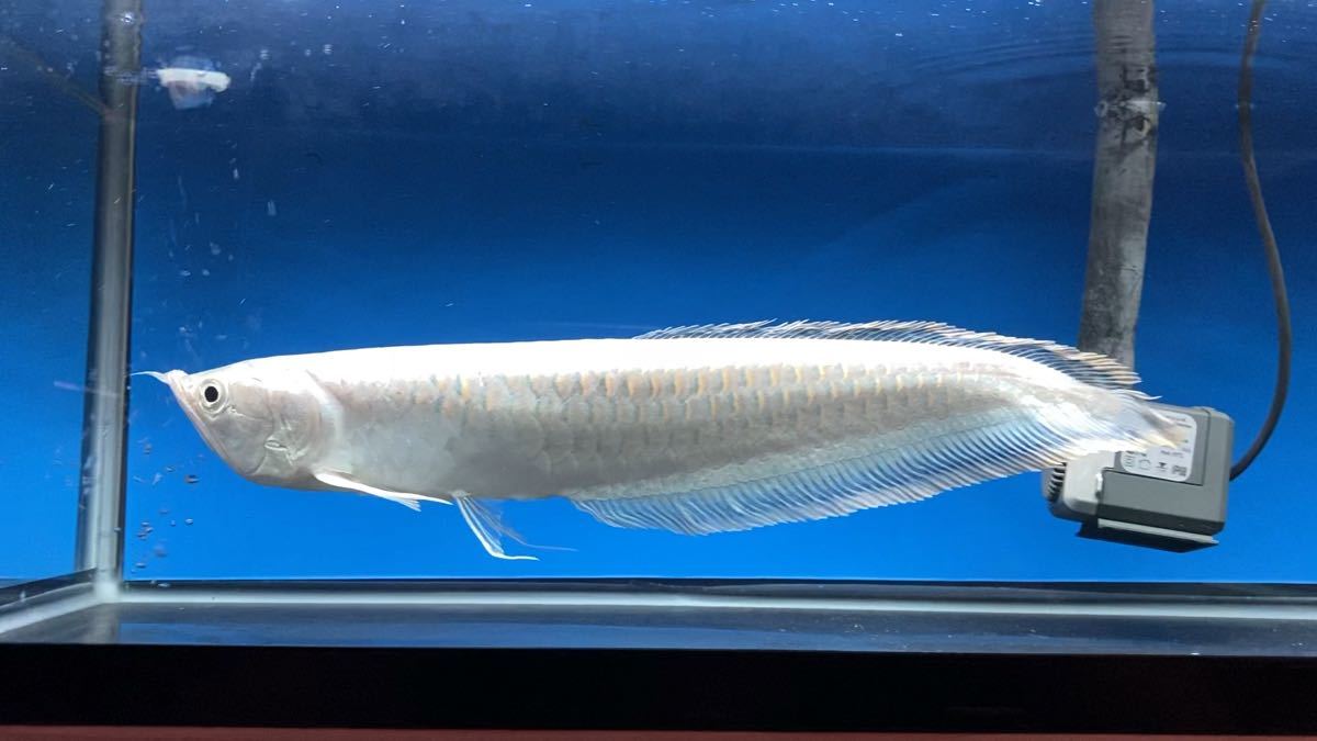 ブラックアロワナの値段と価格推移は 40件の売買情報を集計したブラックアロワナの価格や価値の推移データを公開