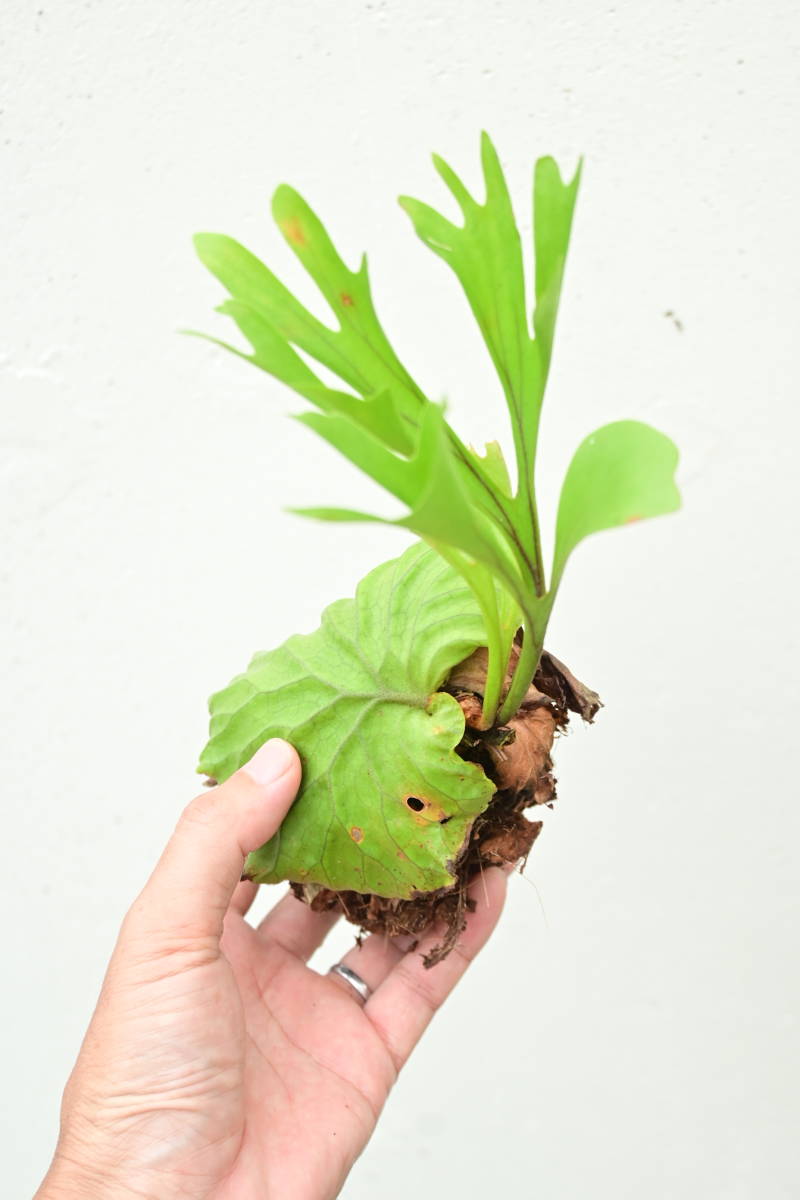  P.ridleyi⑥ @bikamori.com ビカクシダ リドレイ(ビカクシダ、コウモリラン)｜売買されたオークション情報、yahooの商品情報をアーカイブ公開 - オークファン ビカクシダ、コウモリラン