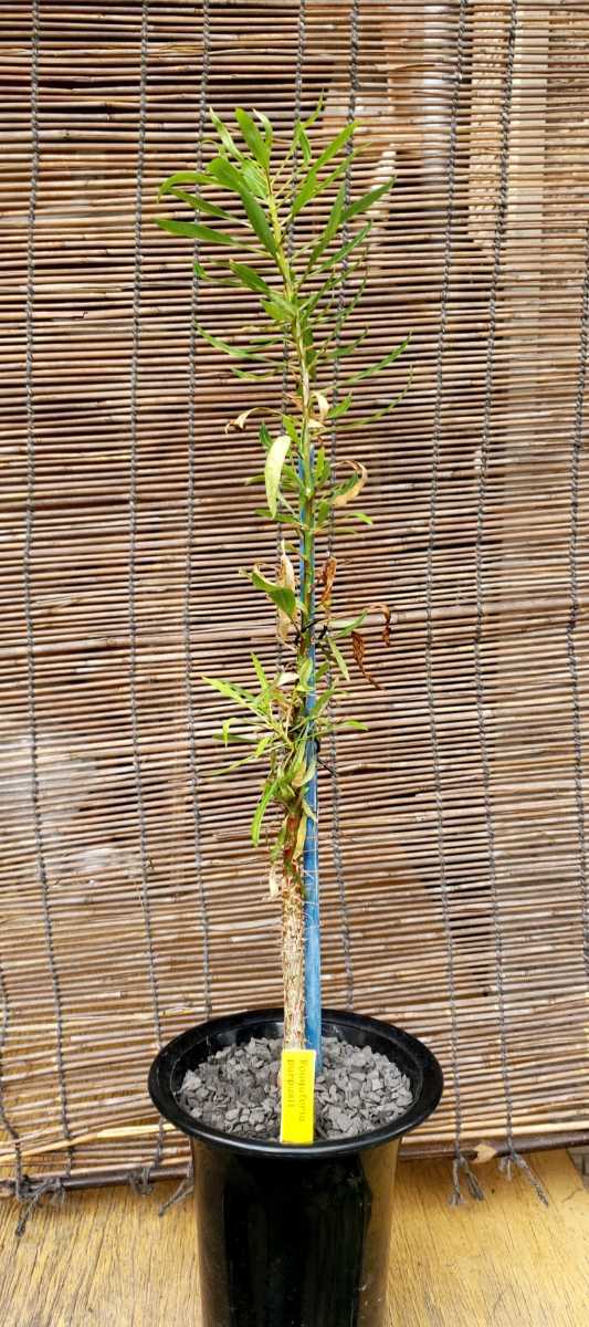 多肉植物 コーデックス fouquferia purpusii フォークエリア