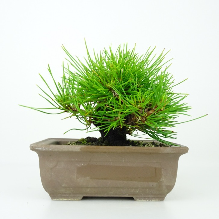 盆栽 黒松 くろまつ Pinus thunbergii クロマツ マツ科 常緑針葉樹